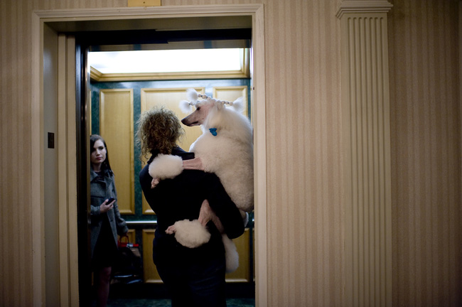 Yêu cầu cần biết khi cho thú cưng đi thang máy