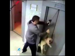 Nguy hiểm khi cho chó đi thang máy