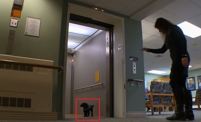 Vô ý thức khi cho chó đi vệ sinh trong thang máy
